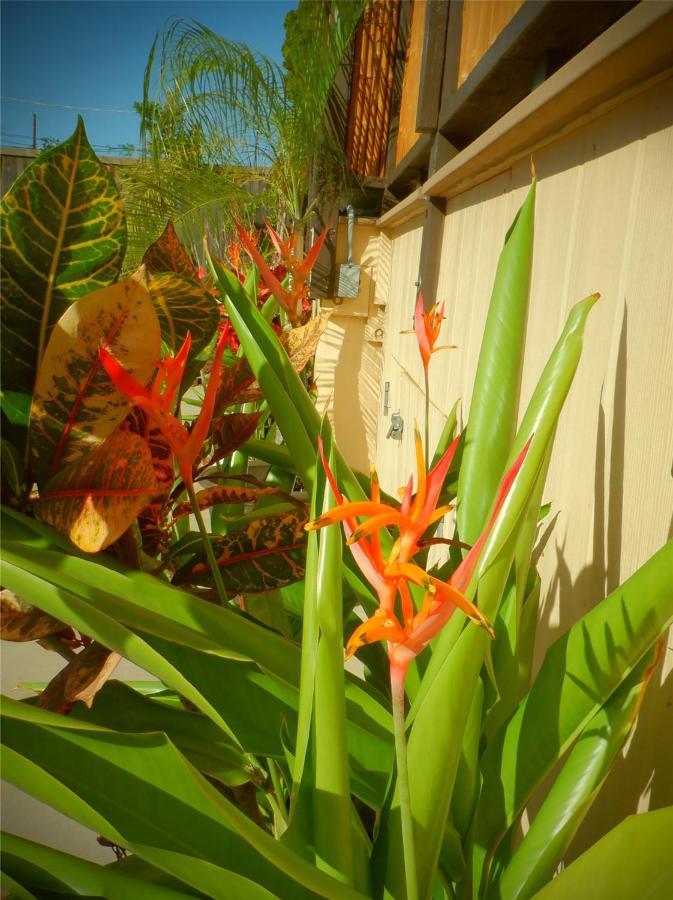 The Guest House Lahaina Dış mekan fotoğraf